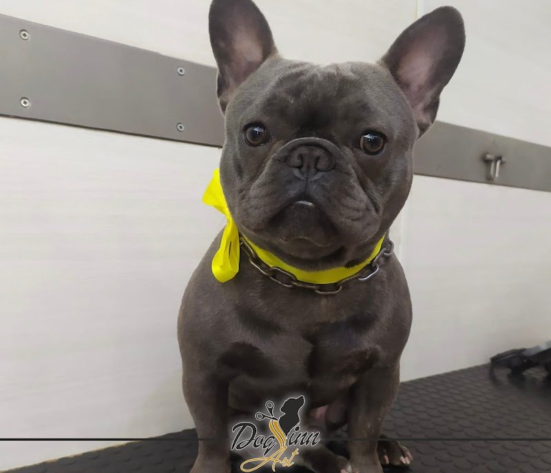 DOG INN ART - Toelettatura per cani e gatti - Educazione Cinofila - Scuola di toelettatura - Formazione Cinofila - Foto 2