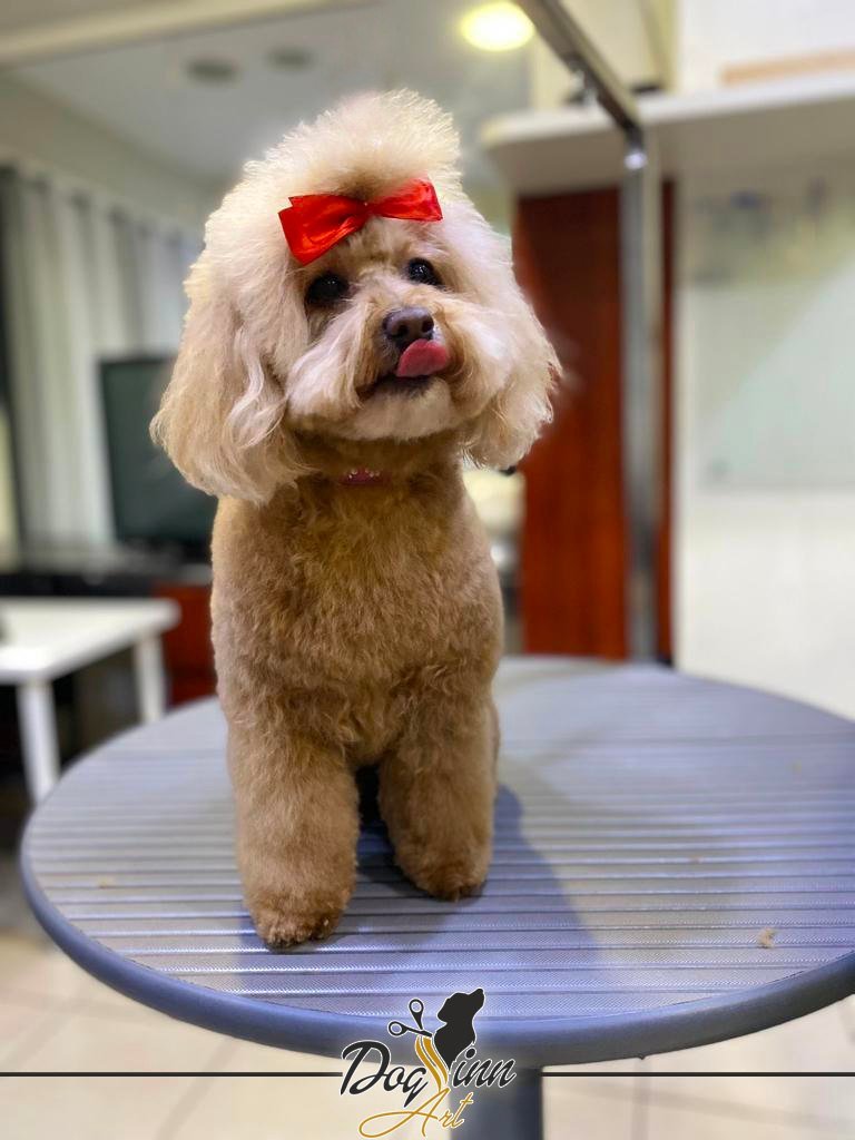 DOG INN ART - Toelettatura per cani e gatti - Educazione Cinofila - Scuola di toelettatura - Formazione Cinofila - Foto 5