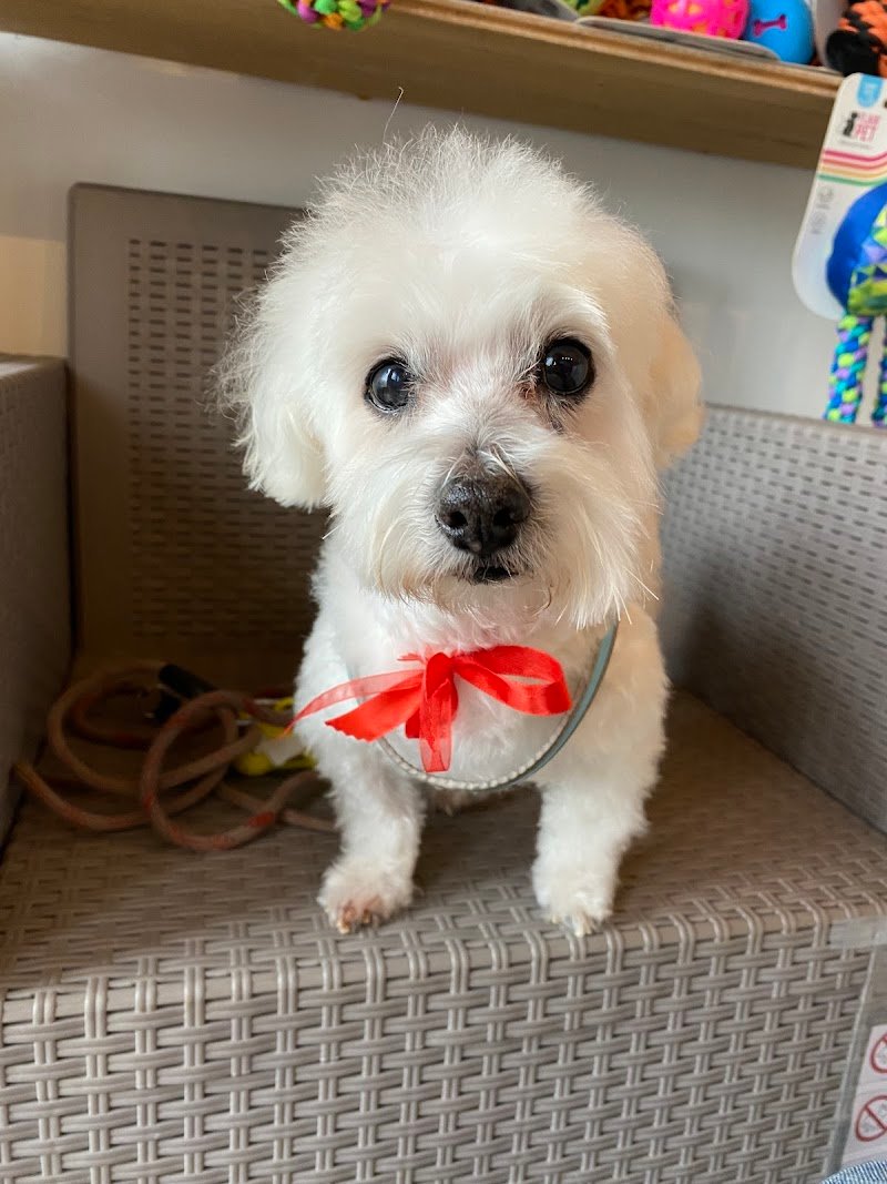 Dog Love - Toelettatura e Dog School - Foto 1