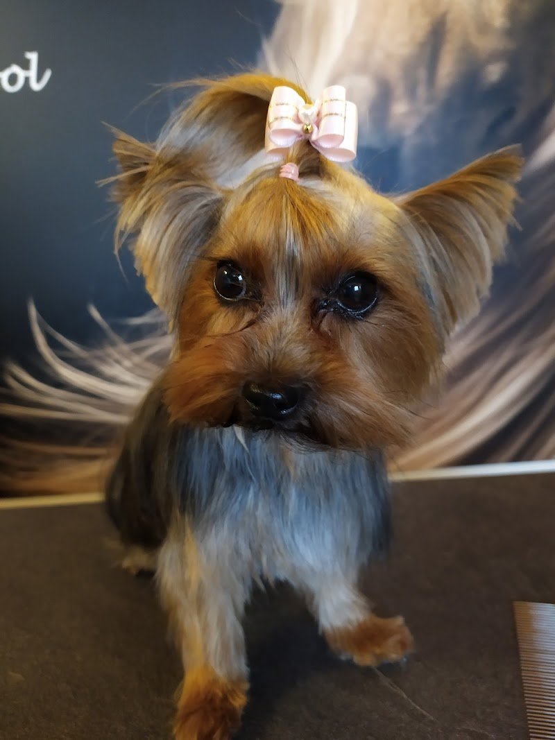 Dog Love - Toelettatura e Dog School - Foto 2