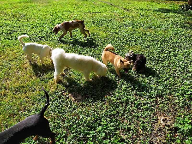 Dog Love - Toelettatura e Dog School - Foto 3