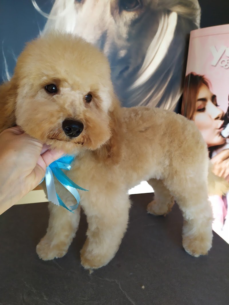 Dog Love - Toelettatura e Dog School - Foto 4