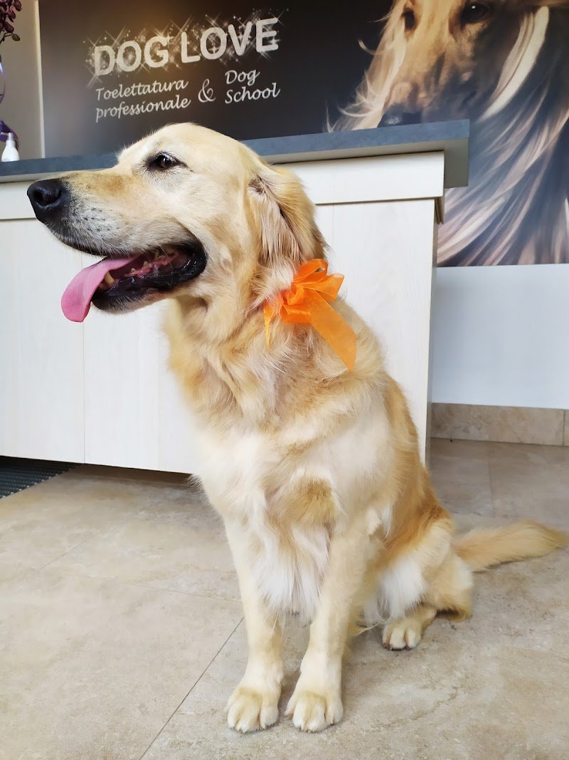 Dog Love - Toelettatura e Dog School - Foto 5