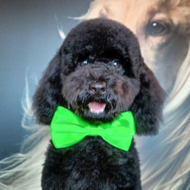 Dog Love - Toelettatura e Dog School - Foto 6