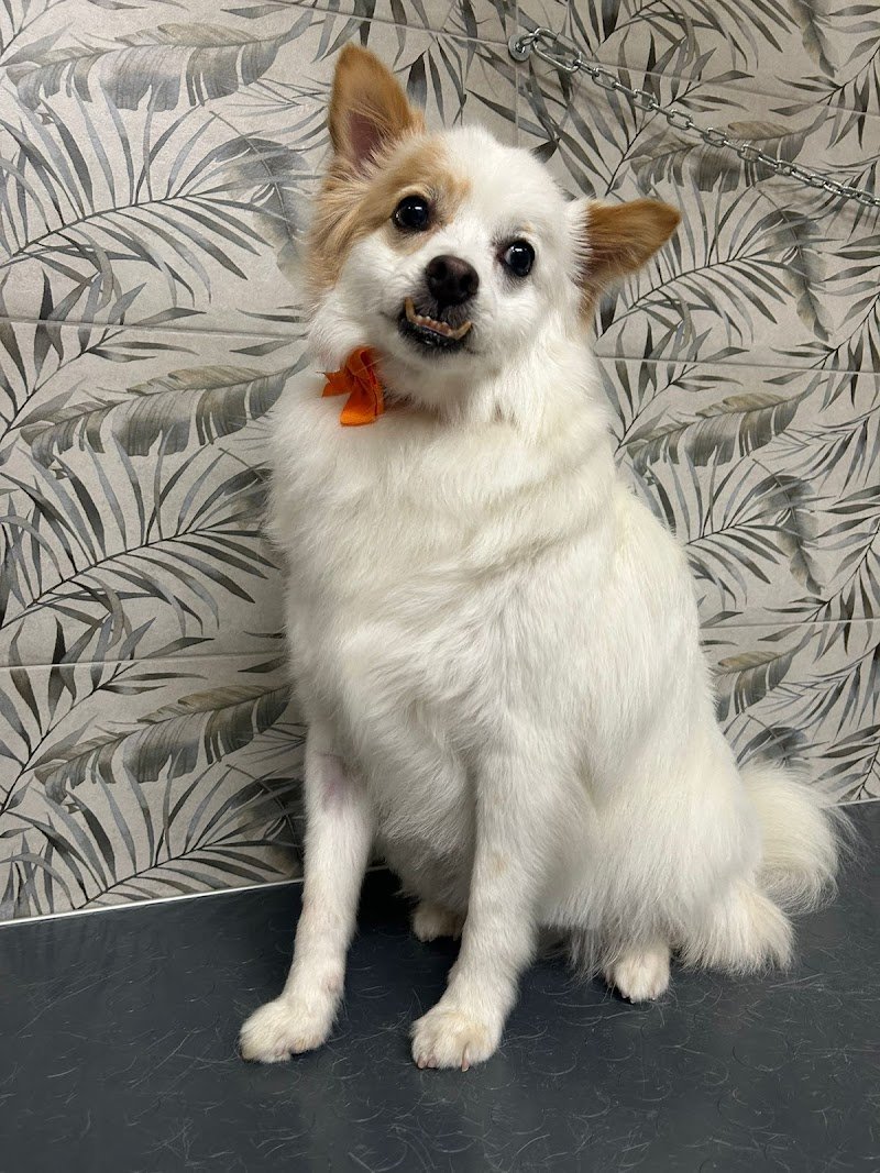 DOG MODEL TOELETTATURA, SPA & BOUTIQUE - Foto 2