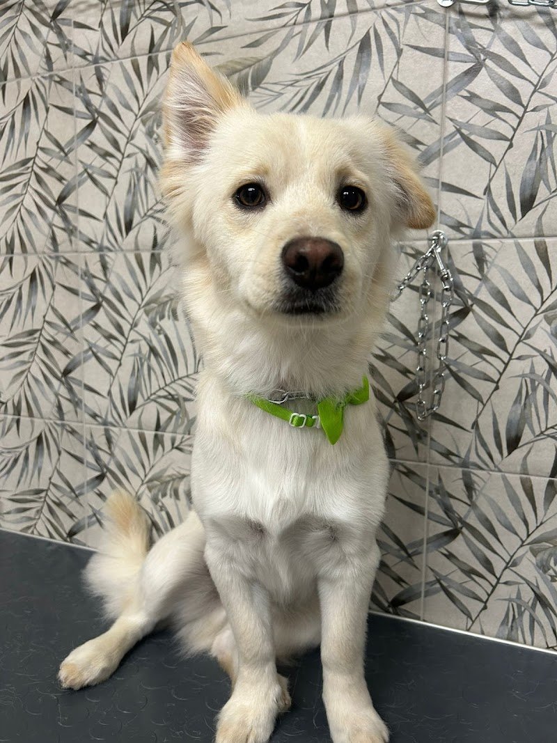 DOG MODEL TOELETTATURA, SPA & BOUTIQUE - Foto 3