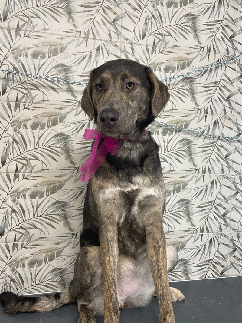 DOG MODEL TOELETTATURA, SPA & BOUTIQUE - Foto 4