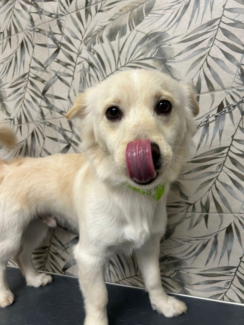 DOG MODEL TOELETTATURA, SPA & BOUTIQUE - Foto 5