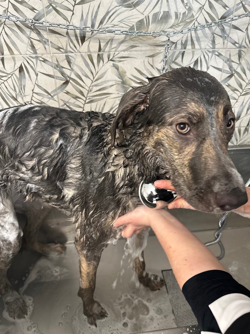 DOG MODEL TOELETTATURA, SPA & BOUTIQUE - Foto 6