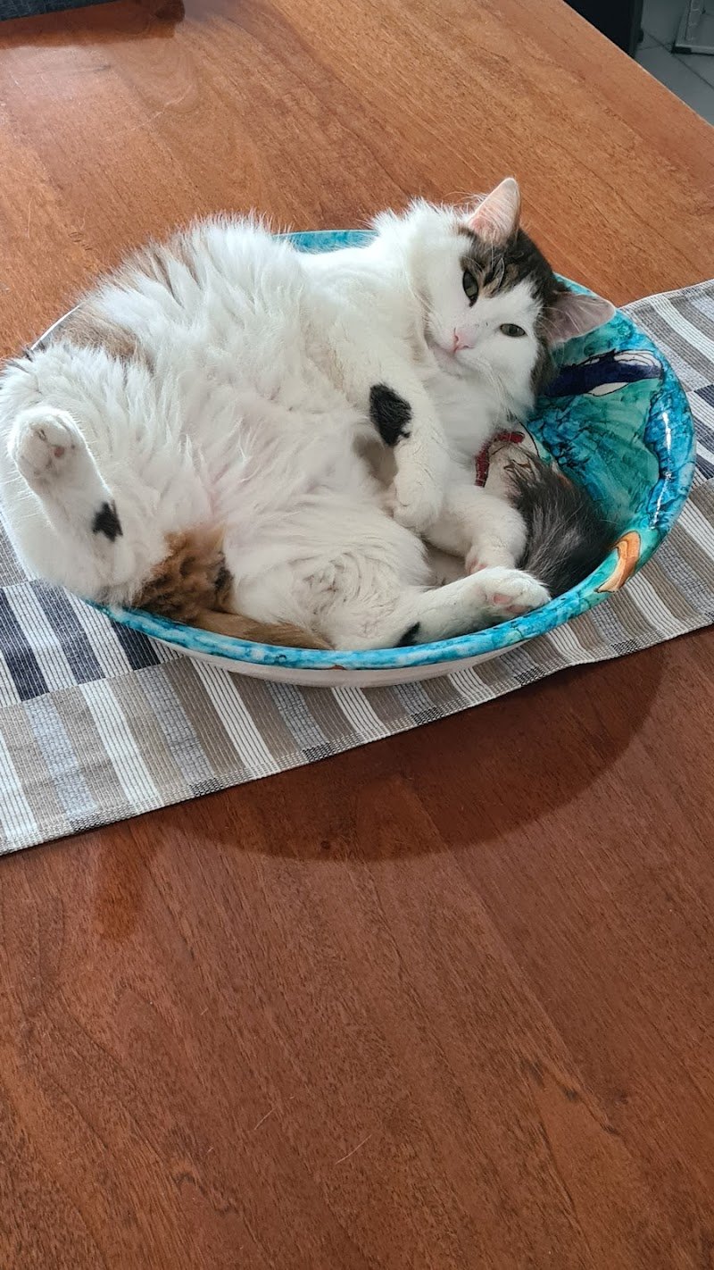 Dog 'n Roll - Foto 1