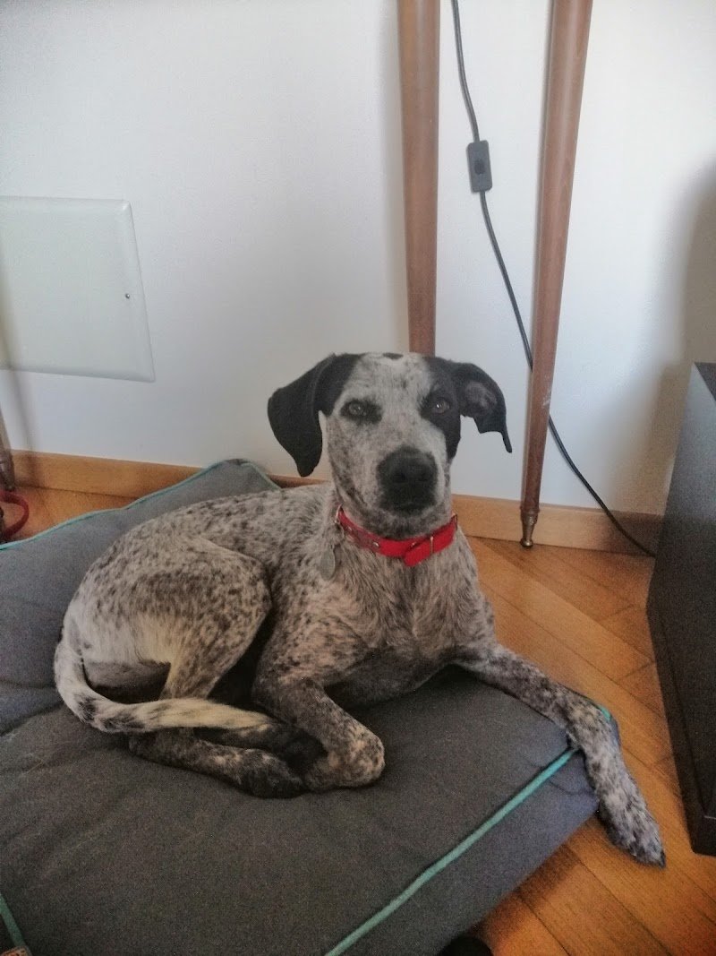 DOG OK Toelettatura Professionale - Foto 5