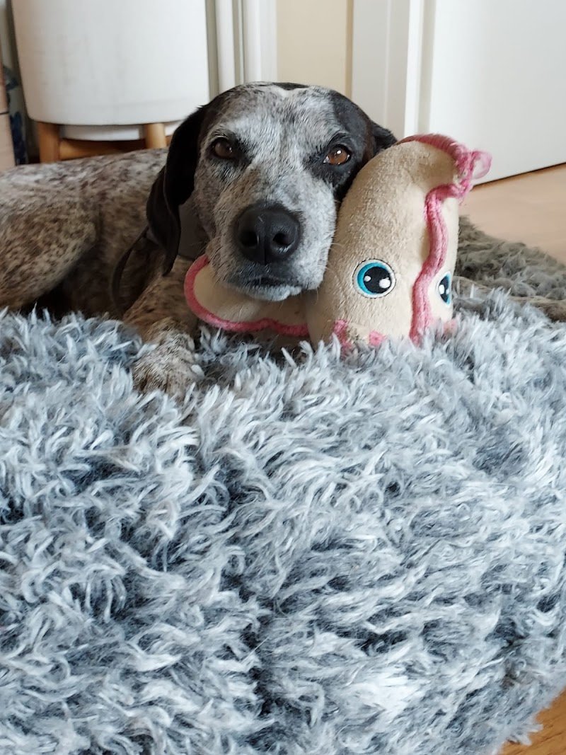 DOG OK Toelettatura Professionale - Foto 6