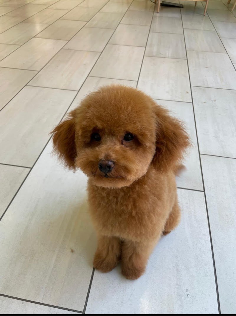 Dog Original Grooming - Foto 1