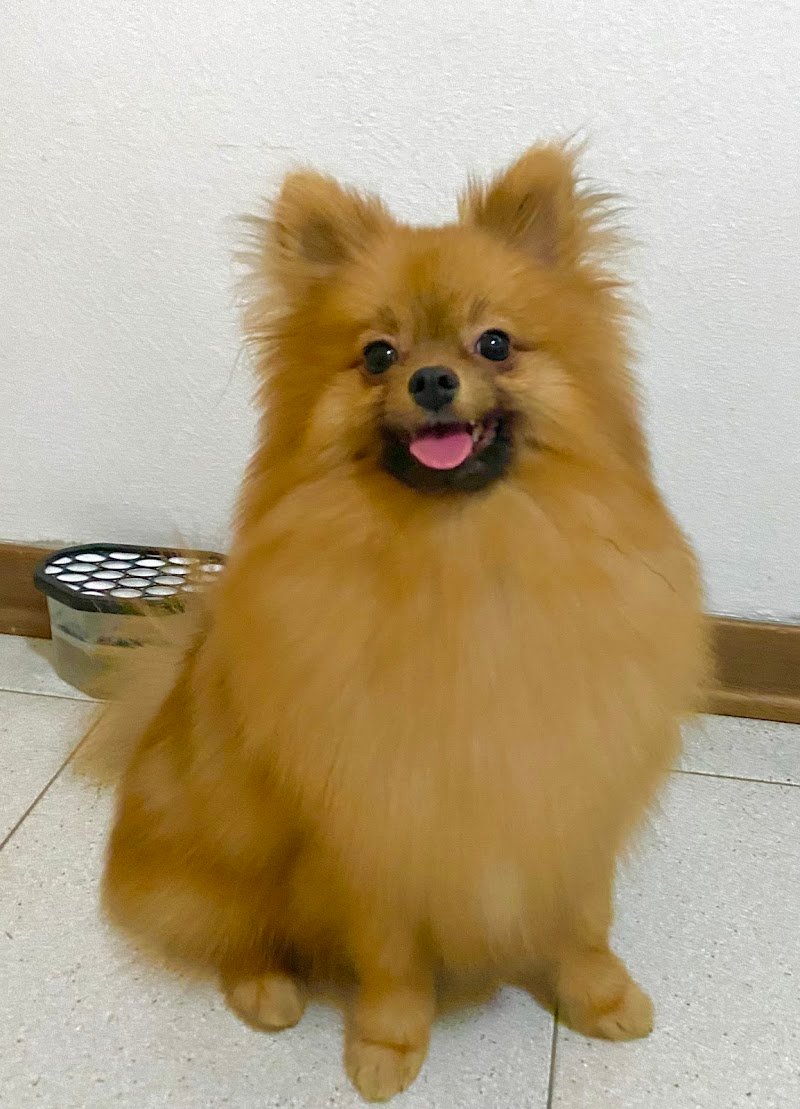 Dog Original Grooming - Foto 2