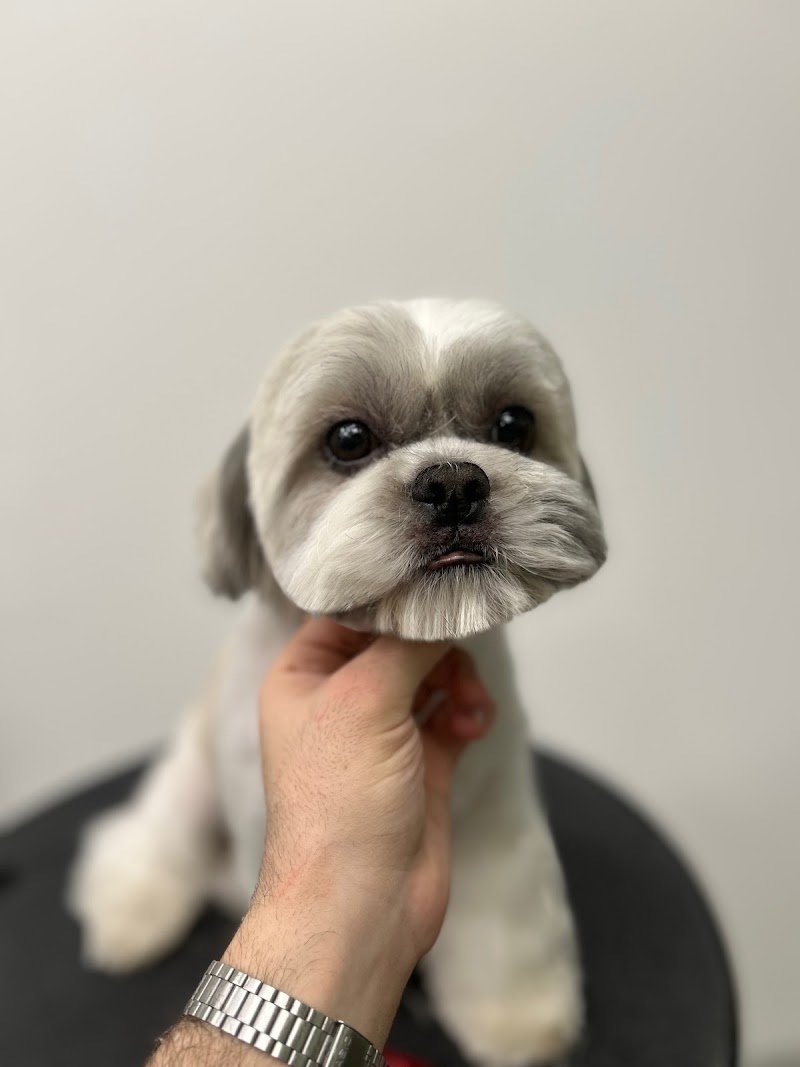 Dog Original Grooming - Foto 3