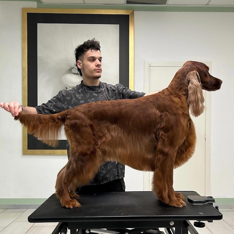 Dog Original Grooming - Foto 4