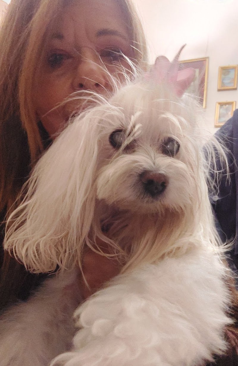 Dog Original Grooming - Foto 5