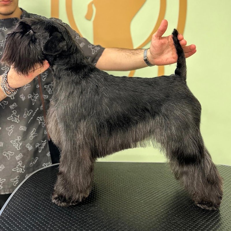 Dog Original Grooming - Foto 6