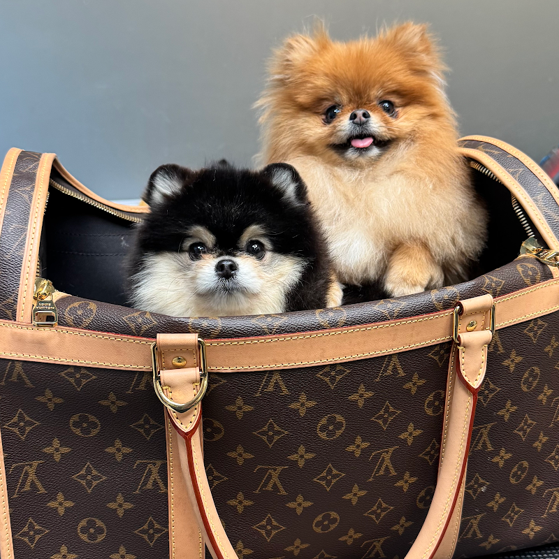 Dog Paradise Lugano - Foto 2