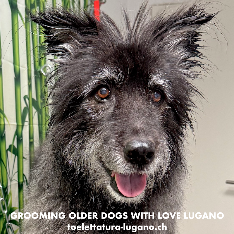 Dog Paradise Lugano - Foto 5