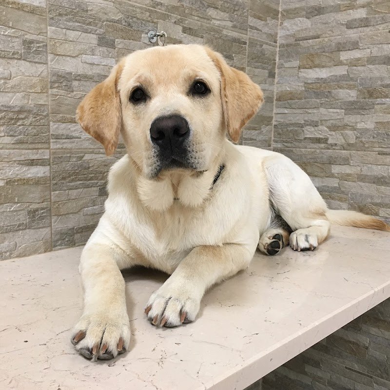 Dog Paradise - Foto 3