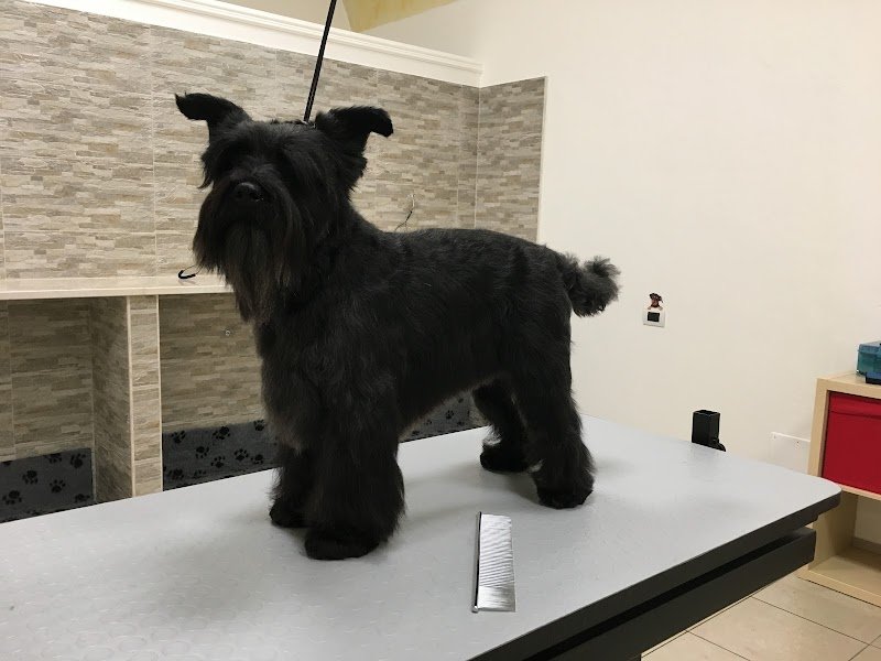 Dog Paradise - Foto 4