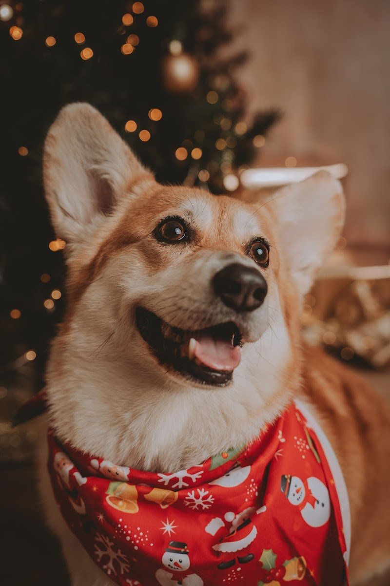 Dog Parlour - Foto 1