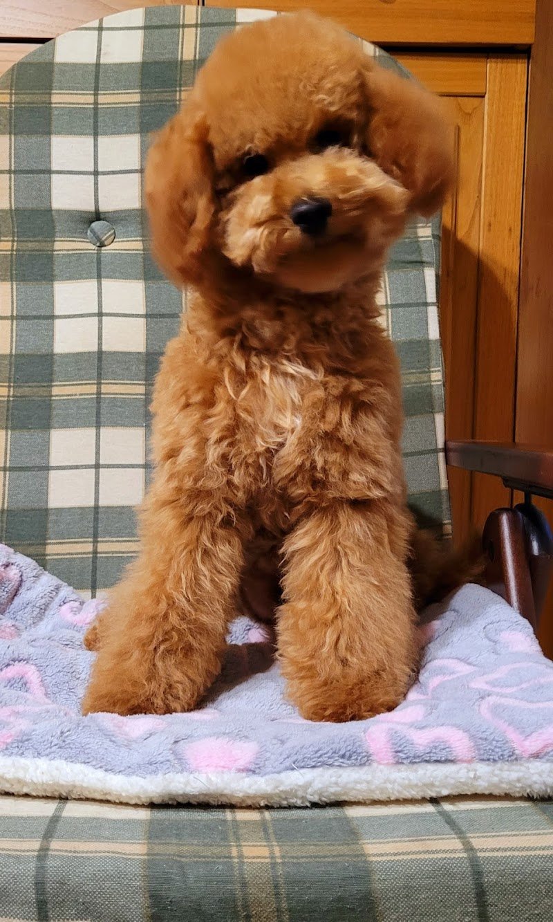 Dog Point Di Bruni Francesca - Foto 2