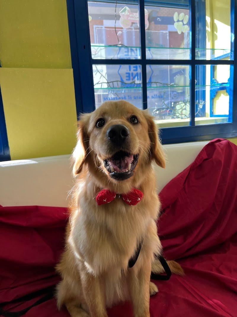 Dog Point Di Bruni Francesca - Foto 3