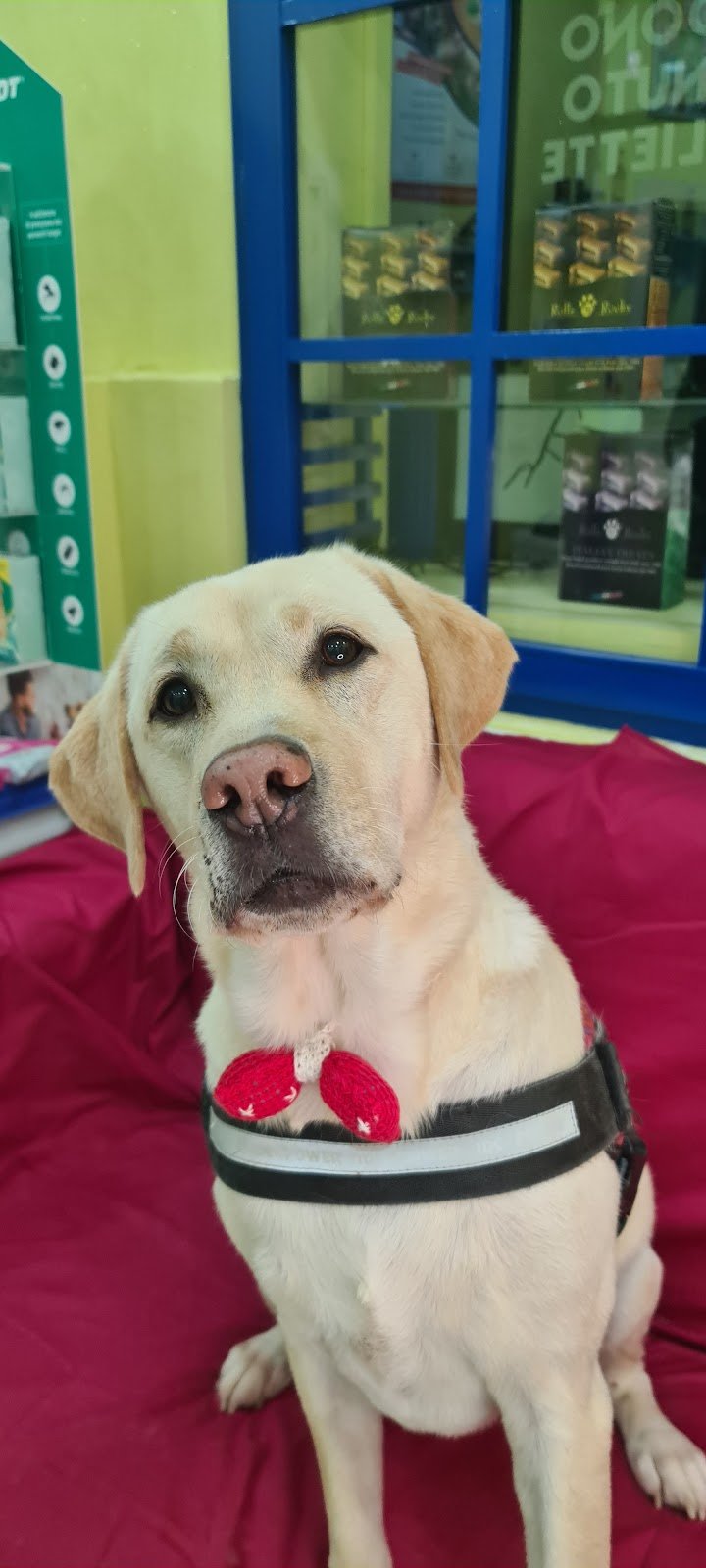 Dog Point Di Bruni Francesca - Foto 5