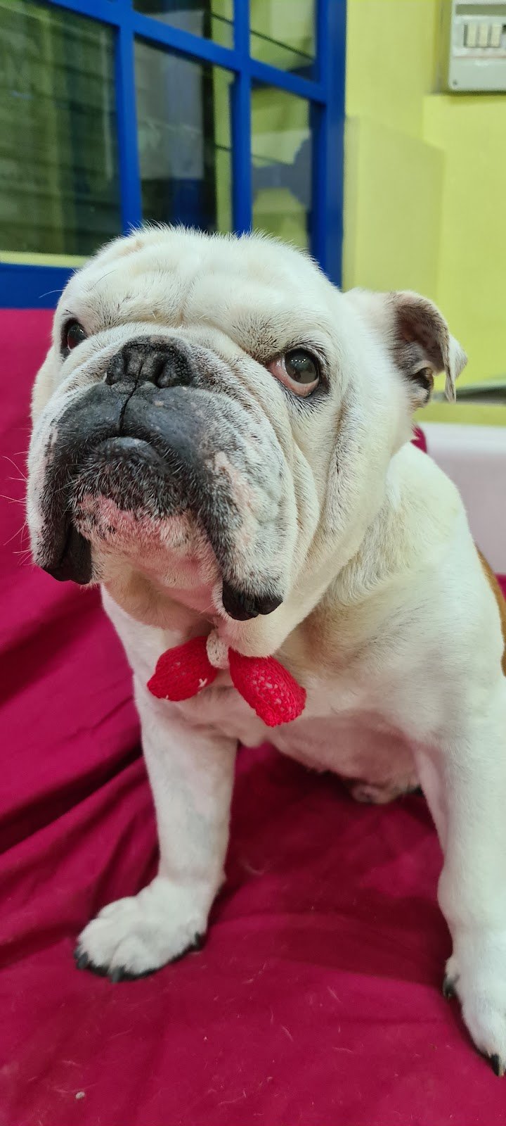 Dog Point Di Bruni Francesca - Foto 6