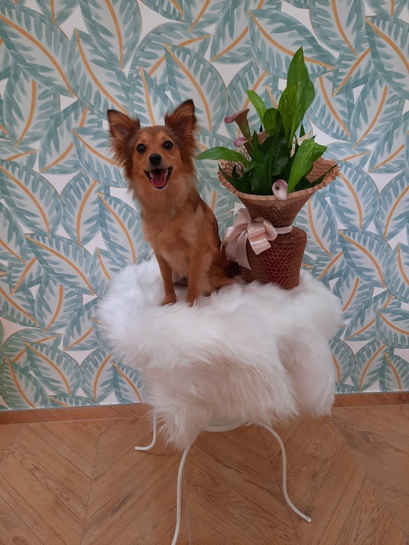 Dog saloon Bisceglie - Foto 3