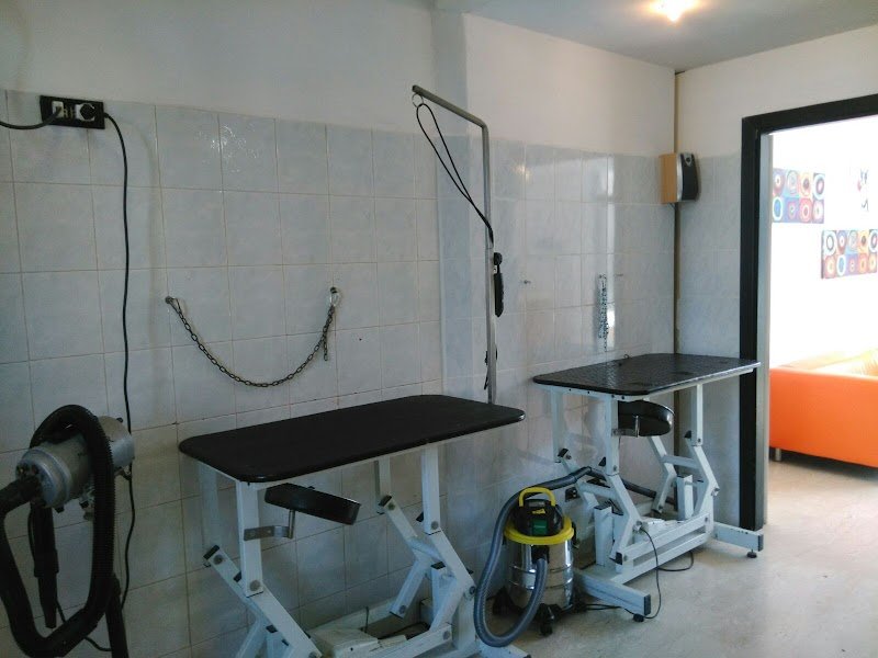 Dog Service di Pamela Murzilli - Foto 3