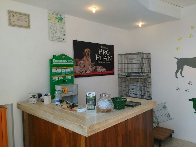 Dog Service di Pamela Murzilli - Foto 4