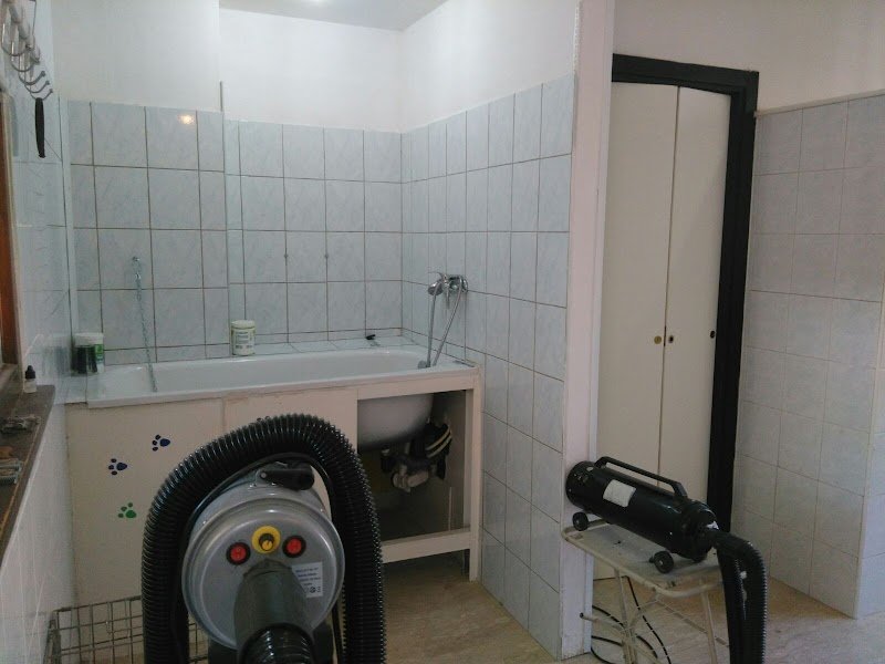 Dog Service di Pamela Murzilli - Foto 6