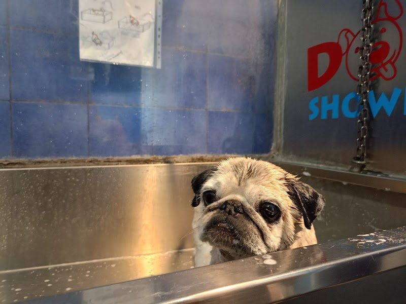 DOG SHOWER BAGNI E TOSATURE SERVITI O SELF SERVICE H24 /Pensione - Foto 1