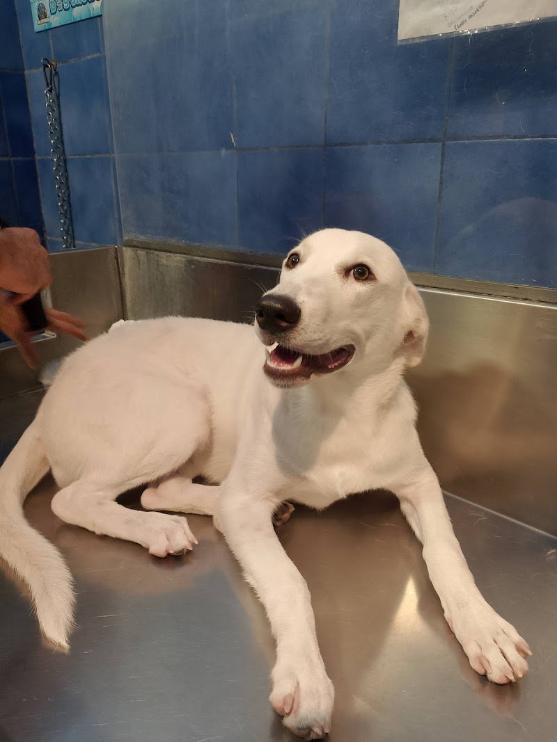 DOG SHOWER BAGNI E TOSATURE SERVITI O SELF SERVICE H24 /Pensione - Foto 2