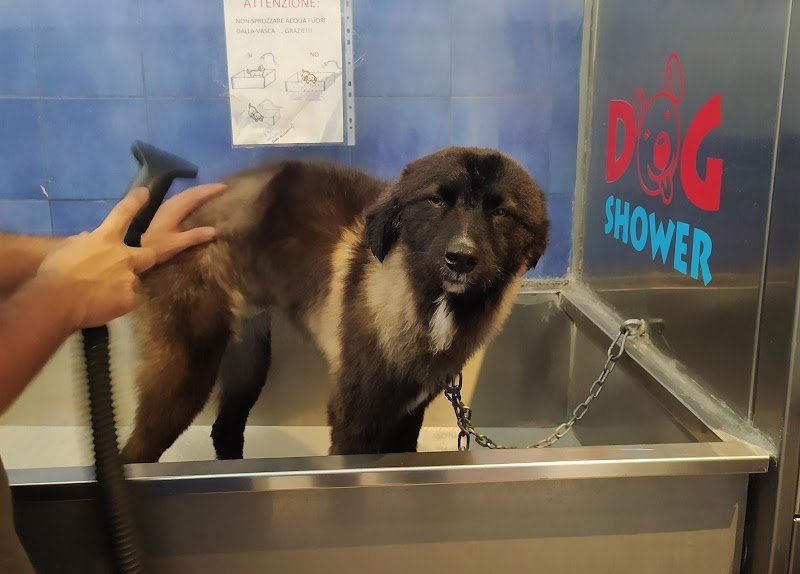 DOG SHOWER BAGNI E TOSATURE SERVITI O SELF SERVICE H24 /Pensione - Foto 3