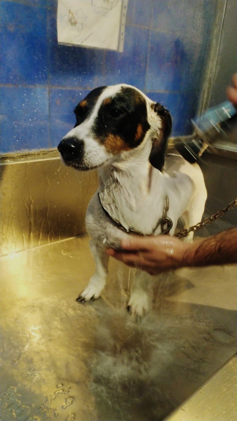 DOG SHOWER BAGNI E TOSATURE SERVITI O SELF SERVICE H24 /Pensione - Foto 6