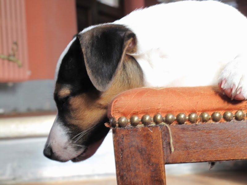 Dog Shower Point Terni Marcello Marchegiani - Foto 1