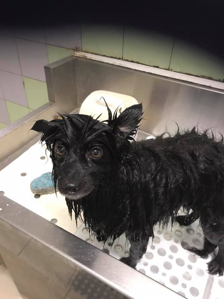 Dog Shower Point Terni Marcello Marchegiani - Foto 4