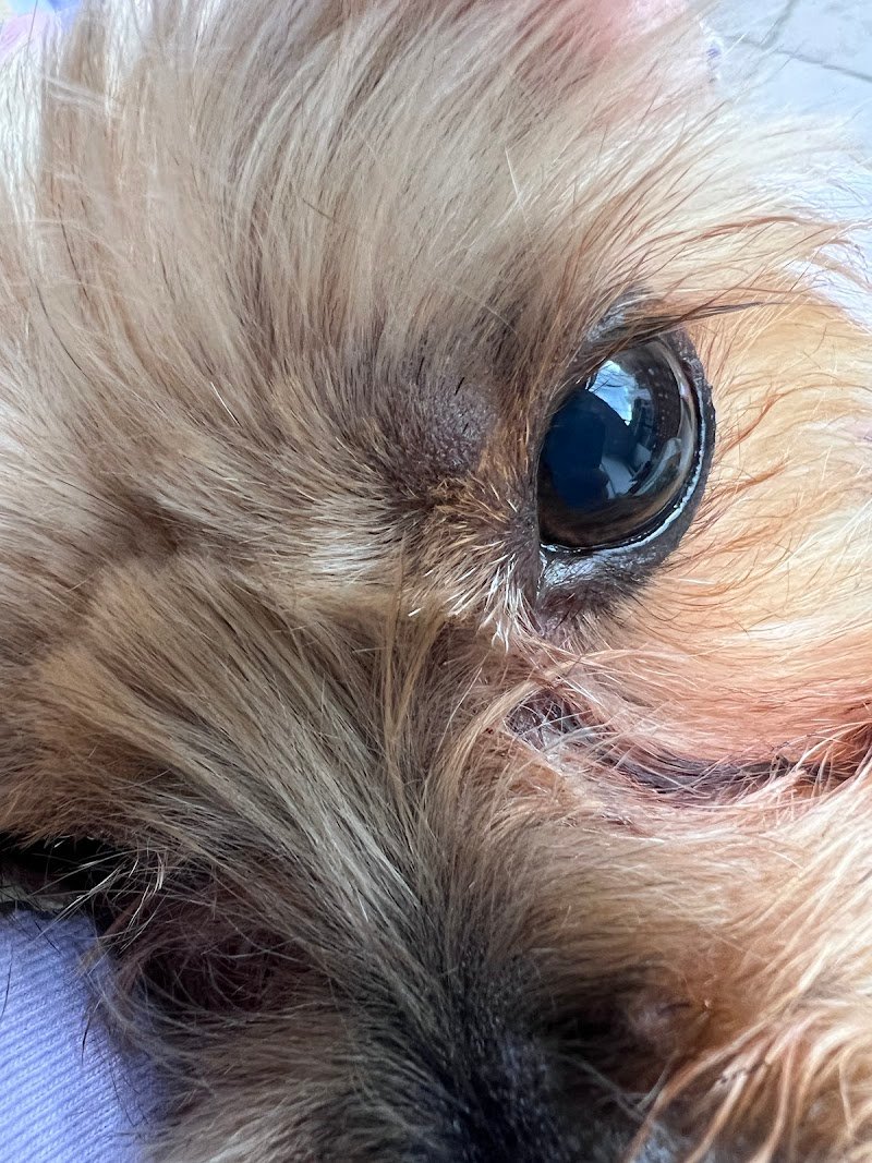 Dog Shower Point Terni Marcello Marchegiani - Foto 5