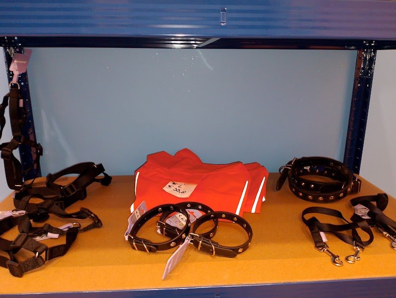 DOG STAR by freshdog - Foto 3