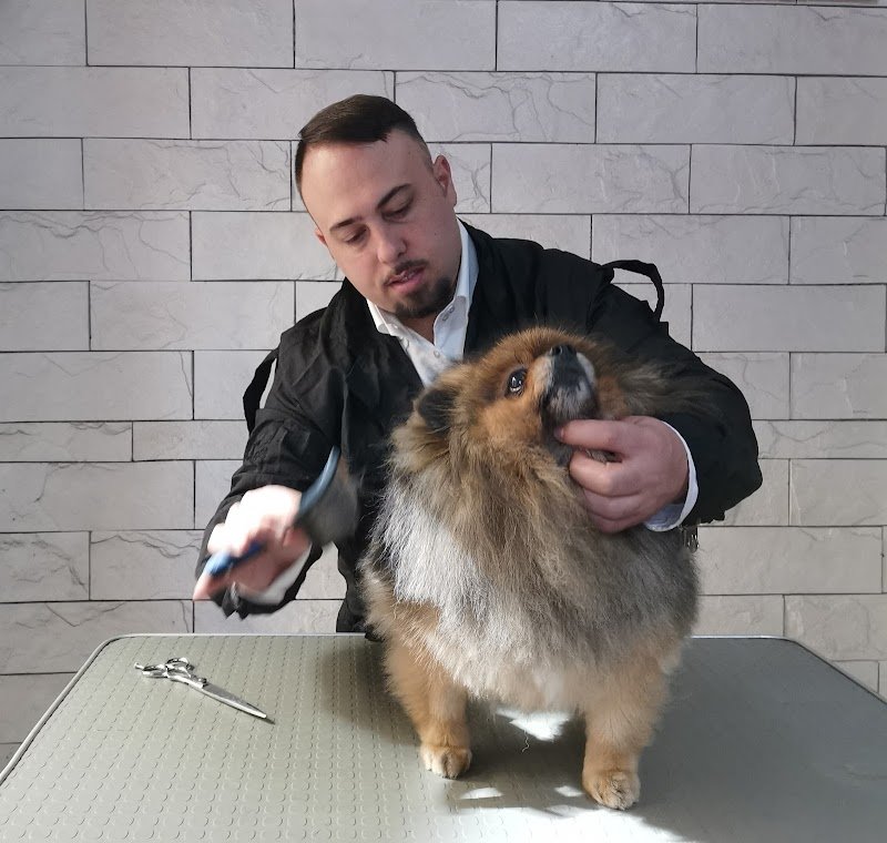 Dog Style Centro Benessere / Corso di toelettatura Sicilia - Foto 2