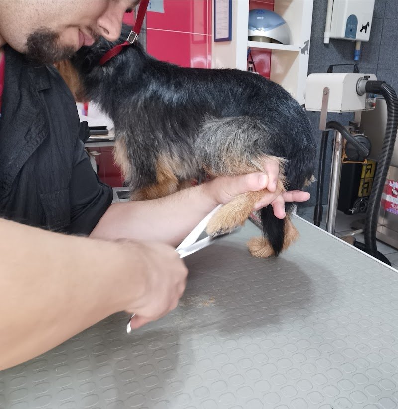 Dog Style Centro Benessere / Corso di toelettatura Sicilia - Foto 5