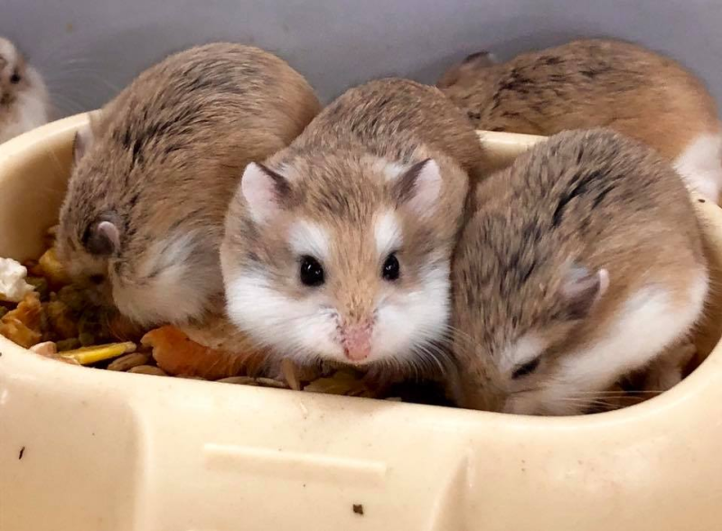 Dogat Twenty - Foto 2