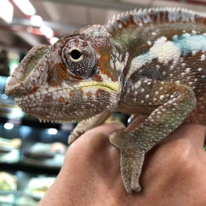 Dogat Twenty - Foto 3