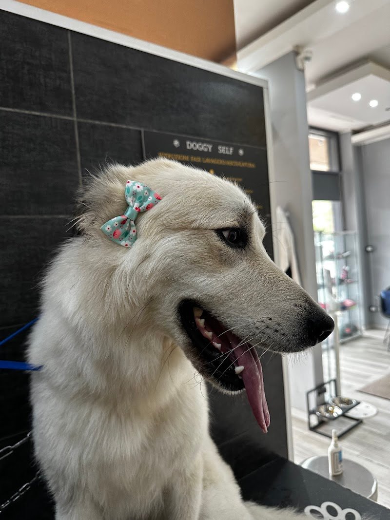 DOGGY SELF Toelettatura e Lavaggio Cani Self - Foto 3