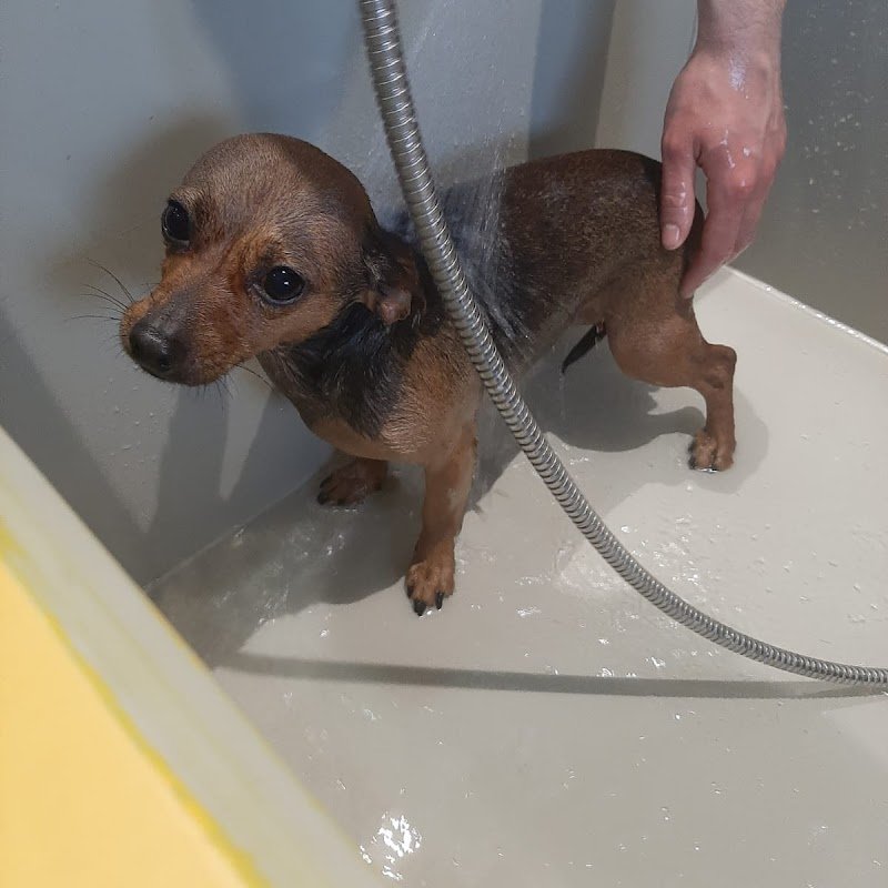 DOGGY SELF Toelettatura e Lavaggio Cani Self - Foto 4