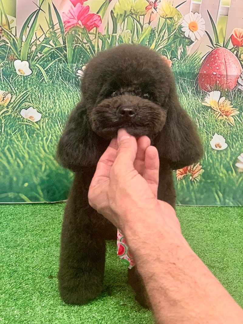 Doggy Style di Massimo Alberani - Foto 3